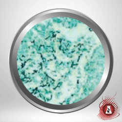 K7288 Gomories Methanamine IMEB Modified Silvers Stain Kit