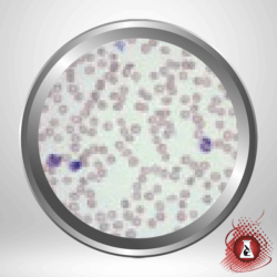 Diff-stain Stain Kit